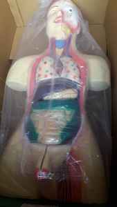 Modelo de Torso Humano Unisex MAYALAB con Órganos Extraíbles, 23 Partes, Base de Metal y Fibra de Vidrio, Multicolor, para Estudiantes - Product Image 3