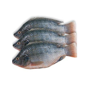 Filete de tilapia congelado bien preparado y limpio, hecho en Vietnam. Pescado de tilapia congelado, muy vendido, fresco de granja, al por mayor. - Product Image 1