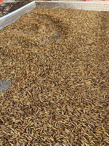 Vente en gros de vers de farine pour aliments pour volailles séchées vers de farine séchés du Vietnam