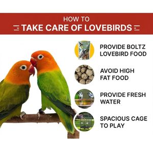 Mezcla de Semillas Premium para Aves OEM ODM, Nutrición Natural para Loros, Agapornis, Pinzones y Gallinas - Fabricación de Marca Privada - Product Image 3