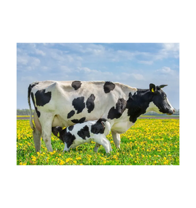 Proveedor Mayorista de Ganado Holstein Preñado de Primera Calidad para Granjas Lecheras y Mercados de Exportación - Product Image 2