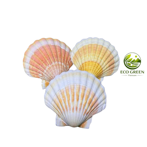 Coquille de palourde Ocean Glow, grande, naturelle, pour décoration côtière, bol de service, artisanat DIY, mariage, aquarium, fournisseur Vietnamien - Product Image 3