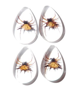 Spiny <b>Spider</b> Real Specimen <b>Plastic</b> Cabochon Pear Shape Cut Top 33x22 mm Clear Flat Bottom for Crafts and Jewelry Making - Product Image 5