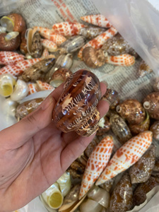 เปลือกหอยธรรมชาติจากเวียดนาม โรงงานผลิตเปลือกหอย จำหน่ายเปลือกหอยจำนวนมาก สำหรับงาน DIY งานฝีมือ เครื่องประดับ และของตกแต่งบ้าน - Product Image 6