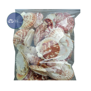 [MEJOR VENTA] |   3 Piezas de Conchas de Caracol Pequeñas Multicolores para Decoración del Hogar, Suministros al por Mayor de Vietnam - Product Image 1