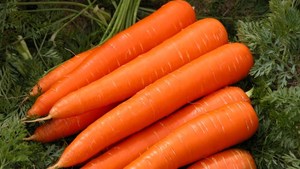 IQF Frozen Carrot | Vietnam Supplier | Ready to Cook | Bulk Export - Product Image 3