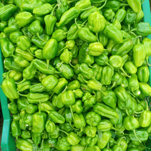 Chile Habanero: Tamaño y Empaque del Producto Según los Requisitos del Comprador, Calidad Superior, 15MT/20FCL, 20kg/cartón, AD - Product Image 5