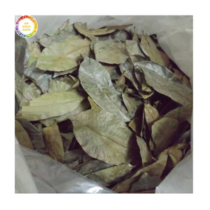 Hojas Secas de Graviola Natural para el Mercado de Superalimentos, Guanábana Deshidratada Premium, Venta al por Mayor Directo de Fábrica en Vietnam - Product Image 1