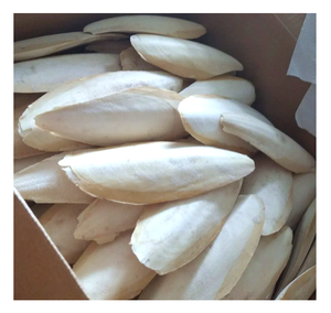 Seiche séchée entière, produit de la mer naturel riche en protéines, 20-40 cm, emballage en boîte, qualité standard - Product Image 1