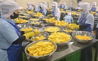 Tranches de mangue séchée Techmifood du Vietnam, 5 kg, en vrac, pour détaillants, importateurs et distributeurs alimentaires