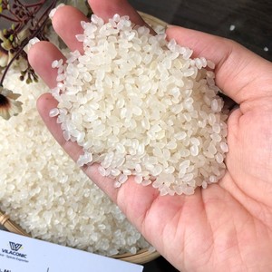 Arroz Japonés Koshihikari/Japonica para Sushi, Grano Redondo, 5% de Grano Partido, Alta Calidad, Sra. Emily - Product Image 6