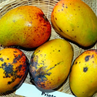 Mekong River Global Trade Mango Premium Gedroogd Fruit uit Vietnam