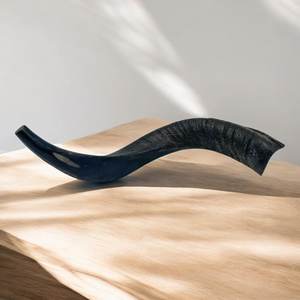 Cuerno de Carnero Kosher, Semipulido, Shofar |   Auténtico Cuerno de Shofar de Israel |   Corneta Judía, Chofar Original de Israel. - Product Image 5