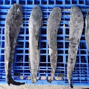 Ikan Lele Beku Premium Ocean Harvest Utuh Bersih Kualitas Ekspor Kemasan Massal Untuk Importir Pembeli Grosir Makanan Laut