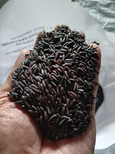Arroz Jazmín Seco de Vietnam, Grano Largo, Sin OMG, 2 Años de Duración, Venta al Por Mayor, OEM, Marca Privada, Precio de Fábrica IIGlobal - Product Image 2