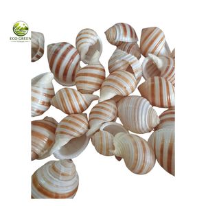 Concha de Tuna Natural con Manchas, Concha Marina para Decoración Costera, Proyectos de Manualidades, Colección y Decoración del Hogar - Product Image 1
