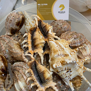 NICOBAR SPINDLE Mezcla de decoración de conchas marinas: Concha Reina, Tritón, Murex Manzana, Tulipán Auténtico, Concha de Cauri, Concha Superior, Concha de Vieira, Precio de Fábrica - Product Image 2