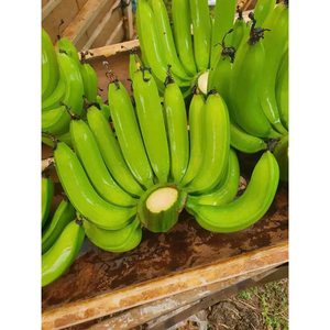 Bananes Cavendish vertes fraîches, produits bruts de première qualité pour la cuisine, le traitement et l'industrie agroalimentaire - Product Image 3