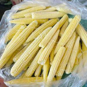 Maíz Bebé Congelado IQF de Vietnam, el Más Vendido, Calidad Premium, Directo de Fábrica, Saludable, Fresco, Dulce y Crujiente - Ms. Grace - Product Image 2