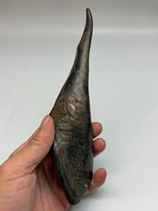 Cuerno de Cabra Pulido con Acabado Natural, Ecológico, Rústico, Nuevo, de Alta Calidad para Decoración y Manualidades - Product Image 1