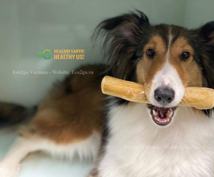 Bâtonnets à mâcher en bois pour chiens Jouets naturels pour animaux de compagnie pour mâcher, jouer et enrichir leur quotidien ECo2go Vietnam - Product Image 6