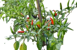 Venta directa de alta calidad 35g marca KMP Extracto de hierbas tailandesas gel de capsaicina 0.025% W/W cultivo salvaje producto premium Tailandia - Product Image 2