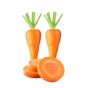 <b>Fresh</b> Organic Carrots Whole Orange Umbelliferous <b>Vegetables</b> 30cm Size 25kg Germany Wholesale Supply - Product Image 2