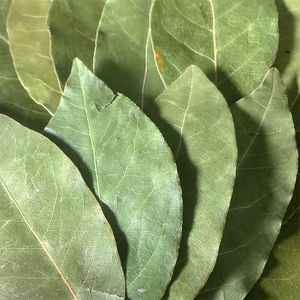 Meilleures feuilles de Laurier de Qualité Supérieure en Gros, Prêtes à l'Expédition, Qualité Alimentaire, Approvisionnement Export - Product Image 4
