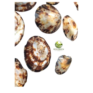 Pares de Conchas de Limpet Reales, Ecológicas, Pulimentadas, de Forma Ovalada, Tema de Hadas, Venta al por Mayor para Prendas de Moda - Product Image 3