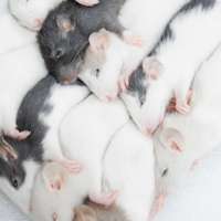 Rats congelés S 31-40g, nourriture pour reptiles de qualité supérieure, riche en protéines, durable, en vrac, sans salmonelle, bio-améliorée