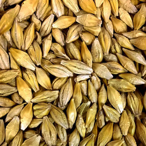 Oferta Especial: Cebada Orgánica Desgranada Seca para Malta de Cebada, Origen Austria, 2 Años de Vida Útil, Baja Humedad, Alta Pureza, Precio Competitivo - Product Image 6