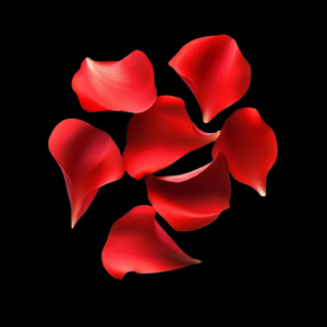 Pétales de rose séchés OEM de haute qualité 2026 en gros, emballage personnalisé, à conserver dans un endroit frais, type pétales de rose séchés - Product Image 2