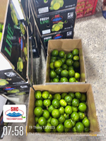 Vietnamese verse groene limoen – pitloos, sappig, exportkwaliteit voor wereldwijde distributie