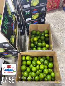 Citron vert frais du Vietnam – Sans pépins, juteux, qualité export pour la distribution mondiale - Product Image 5