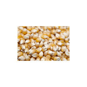 Maïs blanc de haute qualité adapté aux achats en gros et aux fournitures pour la transformation alimentaire - Product Image 1