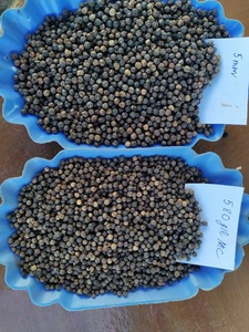 Pimienta Negra de Vietnam de Alta Calidad, Especias Fuertes Secas, Precio de Procesamiento Crudo, Más Vendida - Product Image 6