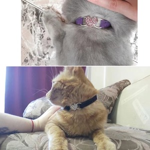 Heart Charm And Bell Cat Collar Safety Elastic Adjustable With Soft <b>Velvet</b> <b>Material</b> 8 Colors Pet Product Cats In Black Pink <b>Red</b> - Product Image 5