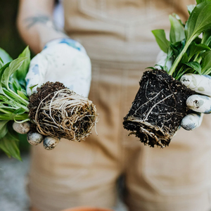 Enrichisseur de sol premium : Poudre de vermicompost de fumier de vache pour pépinières, serres, pelouses et amélioration de la récolte - Product Image 2
