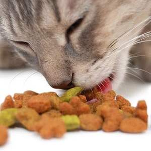 Snacks para Gatos, Golosinas Orgánicas, Fórmula de Alimento Seco, Ingredientes Naturales, Sin Granos, Digestión Sensible, Salud de la Piel y el Pelaje, OEM/ODM - Product Image 4