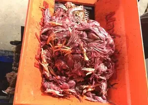 Machine de traitement des déchets de volaille à double arbre de qualité export, capacité 1000-1500 kg/h, machine industrielle de broyage et de recyclage des déchets avicoles - Product Image 2