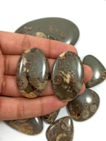Lote de Cabujones de Ammonites Naturales de Marston, Formas Variadas, Curación de Chakras, Piedras Preciosas Sueltas para Joyería, Origen Reino Unido
