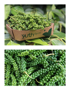 Pimienta Verde en Grano al por Mayor, Especias y Hierbas, Condimento para Hot Pot, Pimienta Verde Natural Orgánica de Cultivo - Product Image 4