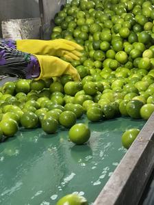 Rodajas de limón naturalmente secas de Vietnam para bebidas y uso culinario - Product Image 5