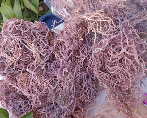 สาหร่ายเวียดนามพันธุ์ Purple Cottonii ตากแห้งด้วยแสงแดด วัตถุดิบจากพืชทะเลสำหรับการผลิตคาร์ราจีแนน วัสดุเพิ่มความข้น - Product Image 1