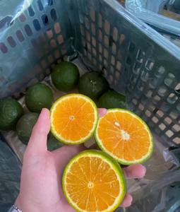 Naranjas Verdes Frescas de Vietnam - Jugosas, Dulces y Perfectas para Exportar - Sra. Tarina - Product Image 5