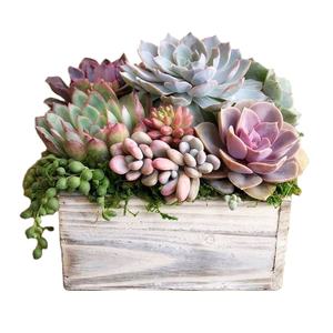 Maceta de madera rústica Wishing Well maceta decoración de jardín de patio trasero macetas de madera creativas macetas de corteza jardín - Product Image 2