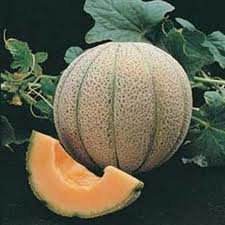 Huge Demand Top Selling Musk Melon Essential Oil at Least Price - Product Image 3