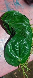 ใบพลูสดพร้อมที่ล็อคความชื้นการเตรียม paan แบบดั้งเดิมสำหรับการใช้อาหารที่ปลอดภัยในราคาที่ดีที่สุดโดยผู้ส่งออก - Product Image 4