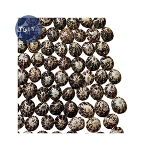 [DISPONIBLE] |   Approvisionnement en copeaux de coquilles de limpets bleus écrasés |   Matériaux pour l'art de la résine, artisanat, carrelage terrazzo, Vietnam - Product Image 1