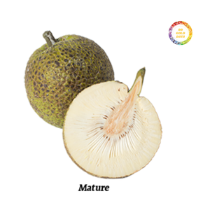 ชิ้นขนุนแช่แข็งพรีเมียม พื้นผิวเรียบเนียนและรูปลักษณ์เป็นธรรมชาติ - Product Image 5